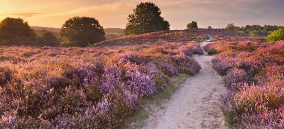 veluwe.jpg veluwe.jpg