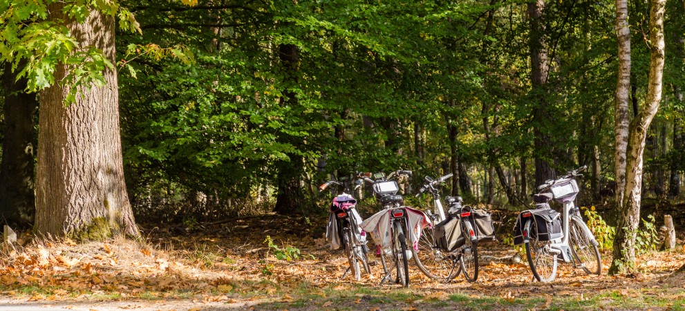 Natuur Veluwe.jpg