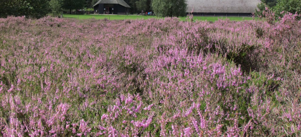schaapskooi-verte-en-hei-in-bloei.jpg