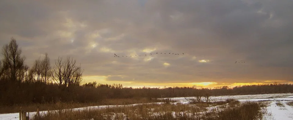 Oostvaardersplassen 2.webp