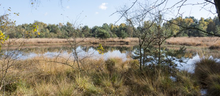 omgeving veluwe.jpg