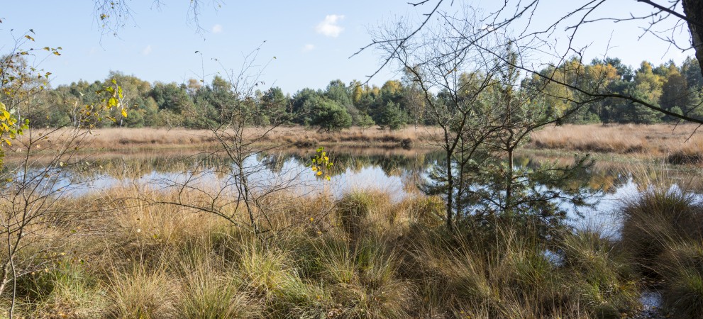 omgeving veluwe.jpg omgeving veluwe.jpg