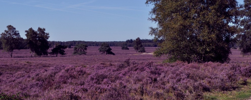 Foto Header omgeving.jpg Foto Header omgeving.jpg