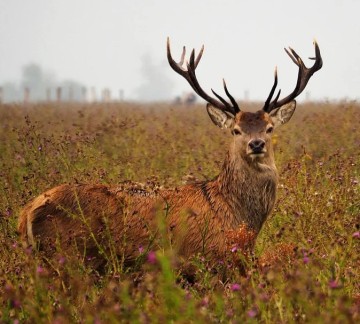 Oostvaardersplassen.jpg