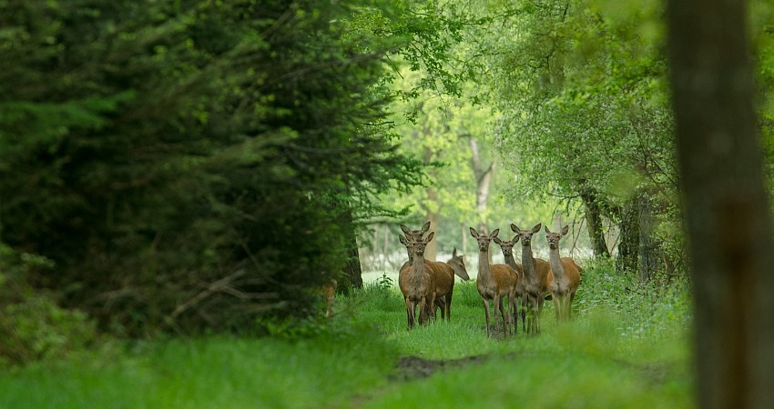 hinde in voorjaarsbos - klein.jpg