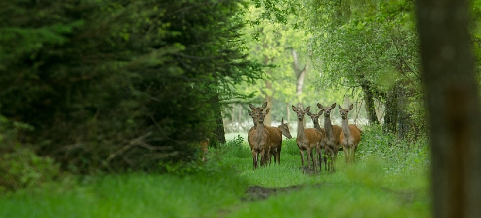 hinde in voorjaarsbos - klein.jpg hinde in voorjaarsbos - klein.jpg
