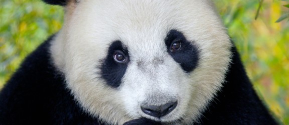 Reuzenpanda.jpg