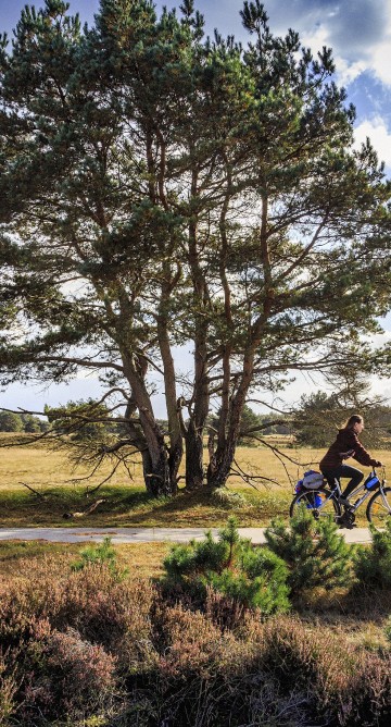 Fietsen Het Nationale Park De Hoge Veluwe - Jurjen Drenth.jpg