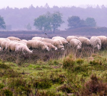 Ermelo Deposit