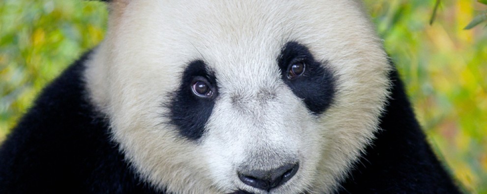 Reuzenpanda.jpg