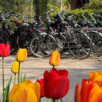 Tulpen en fietsen op achtergrond HH