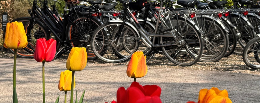 Tulpen en fietsen op achtergrond HH