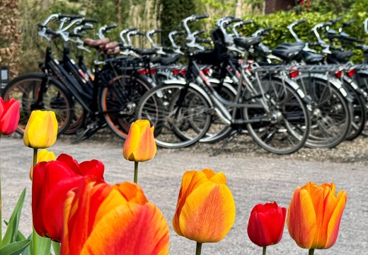 Tulpen en fietsen vaag op achtergrond HH