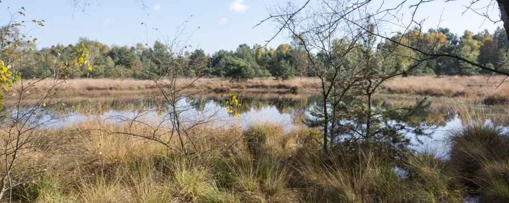 omgeving veluwe.jpg