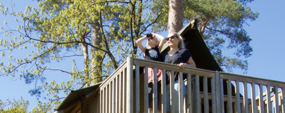Camping De Haeghehorst- Boszicht - wild spotten